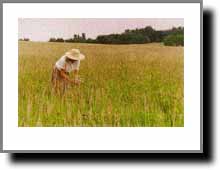 Click Here for Larger View